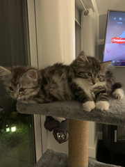 Anyone got a norwegian forest cat?