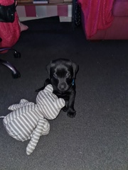 Puppy training.