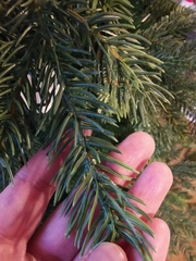 Should I buy a Balsam Hill tree?