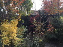 Show me the last burst of flowers you have in your garden, before the frost hits tomorrow (photo)