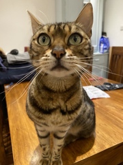 Introducing Rosie