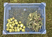 Allotment/Veg Patch Thread 16  Weather weirdness prevails !