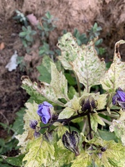 Plant ID