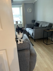 Resident cat showing aggression to a new kitten..