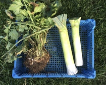 Allotment/Veg Patch Thread 16  Weather weirdness prevails !