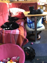 Resident cat showing aggression to a new kitten..