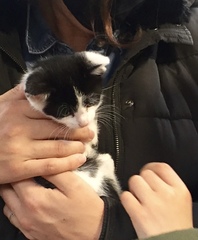 Help - where do you actually get kittens?