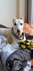 Whippets