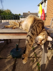 Thug cat part 3.  Unbidden guests are often welcomest when they are gone.