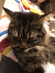 Captain V, Paws, catnip or dreamies?