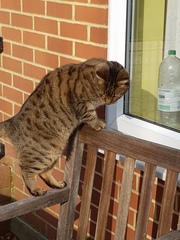 Thug cat part 3.  Unbidden guests are often welcomest when they are gone.