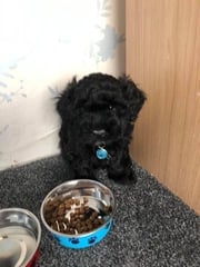 Advise on this mixed breed please..
