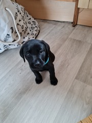 Puppy training.