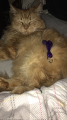 Captain V, Paws, catnip or dreamies?