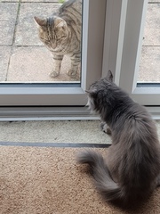 Thug cat part 3.  Unbidden guests are often welcomest when they are gone.