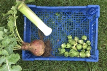 Allotment/Veg Patch Thread 16  Weather weirdness prevails !
