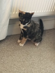 Advice for first time cat owners