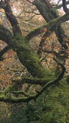 Any Witches Here? Part 12.