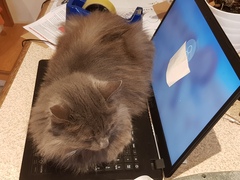 What's your DCat up to today? (Thread 8)