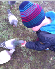 Is it mad to be mates with a pigeon?