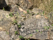 Snakes: have you ever seen one in the wild, in the UK or anywhere else ?
