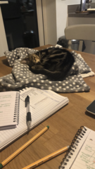 Kitten obsessed with laptops when working from home?!