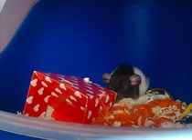 Rats in parks