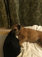 Border Terrier