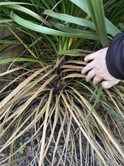 What is this please and how on earth do I cut it back?