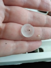 What's the oddest thing you have found while beachcombing?