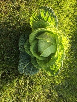 Allotment/Veg Patch Thread 16  Weather weirdness prevails !