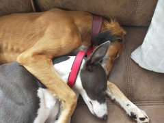 Whippets