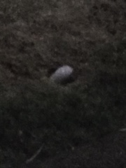 Bubbles coming out a hole in the ground lol