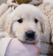 Golden Retriever Puppy