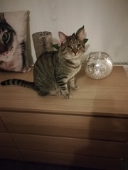 Show me your kitties