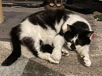 Harry, free to a good home!
