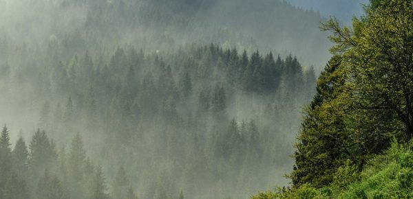 Am I allergic to my Christmas tree?