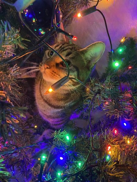 Captain V, Paws, catnip or dreamies?