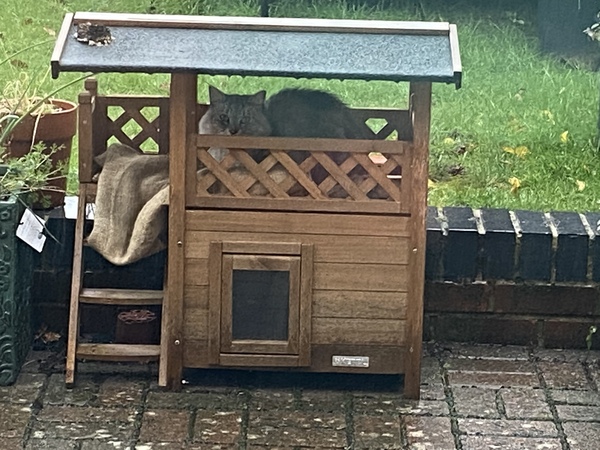 Do your cats have a cat bed?