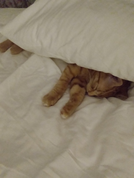 Have you ever seen a cosier cat?