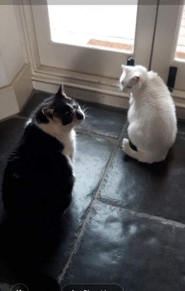 What's your DCat up to today? (Thread 8)