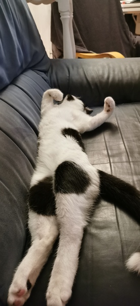 Is anyone else’s cat as neglected as mine?