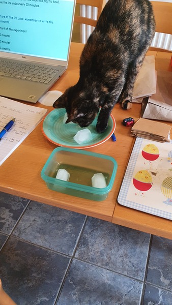 Things you didn't know about cats until you got one....