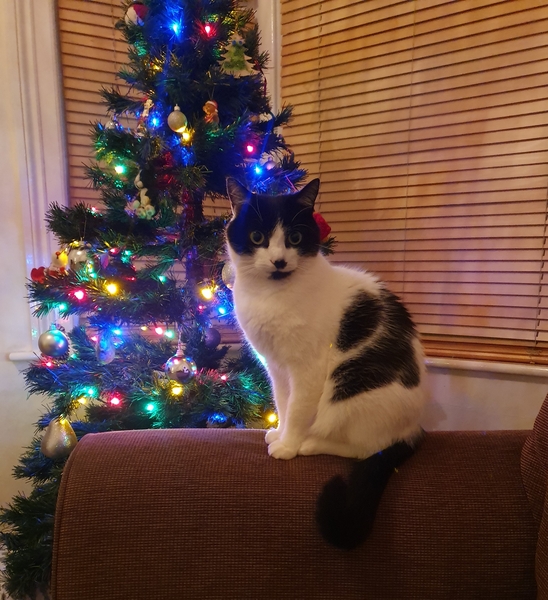 Christmas Wishes from Leo