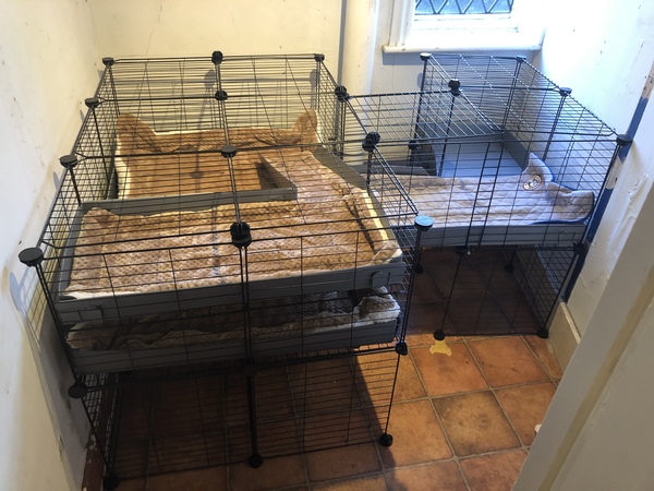 Does my guinea pig set up look ok?
