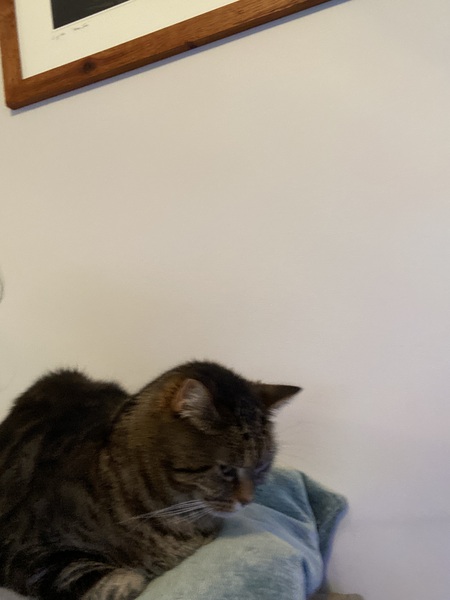Is anyone else’s cat as neglected as mine?