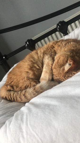 Have you ever seen a cosier cat?
