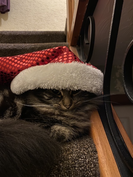 Captain V, Paws, catnip or dreamies?