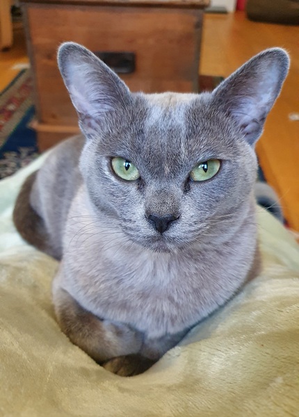 Burmese/needy cat appreciation thread *lighthearted*