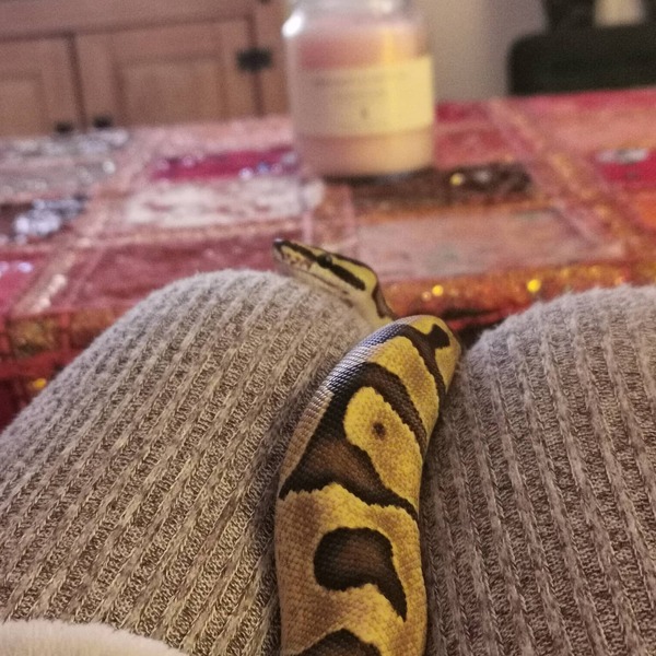 What's in your lap right now?